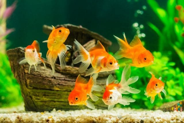 10 fouten van beginnende aquariisten. Persoonlijke ervaring. Foto