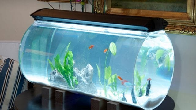 10 fouten van beginnende aquariisten. Persoonlijke ervaring. Foto