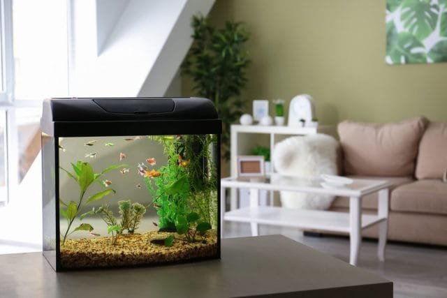 10 fouten van beginnende aquariisten. Persoonlijke ervaring. Foto