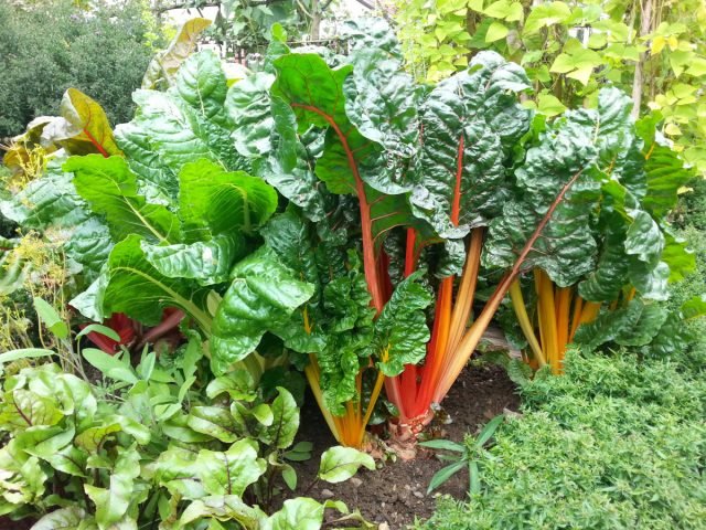 10 groenten die bestand zijn tegen de heetste zomer. Foto