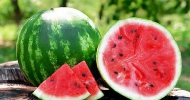 10 regels van zoete watermeloen. Planten, formatie, water geven, topdressing. Foto