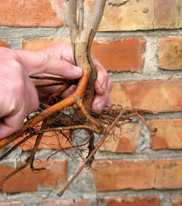 10 redenen waarom bomen geen groei geven. Hoe te repareren? Foto