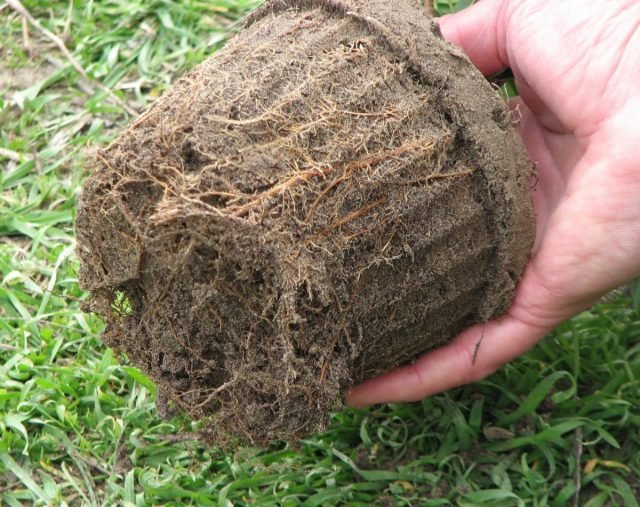 10 redenen waarom bomen geen groei geven. Hoe te repareren? Foto