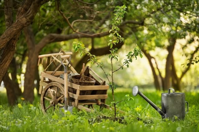 10 redenen waarom bomen geen groei geven. Hoe te repareren? Foto