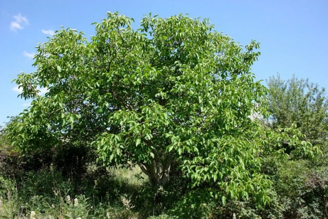 10 redenen waarom bomen geen groei geven. Hoe te repareren? Foto