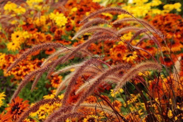 10 helderste herfstkleuren. Beschrijving. Zorg. Foto