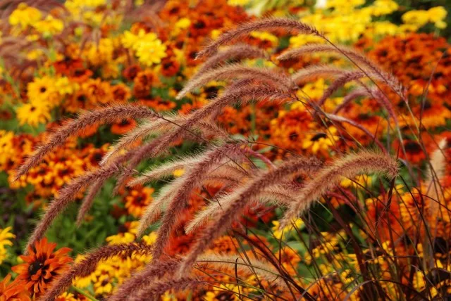 10 helderste herfstkleuren. Beschrijving. Zorg. Foto, Kaleyard 10 helderste herfstkleuren. Beschrijving. Zorg. Foto