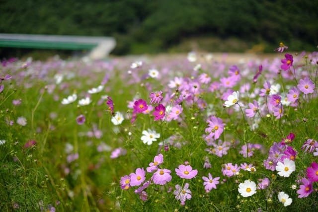 10 meest betrouwbare jaarlijkse kleuren voor uw tuin. Beschrijving en foto