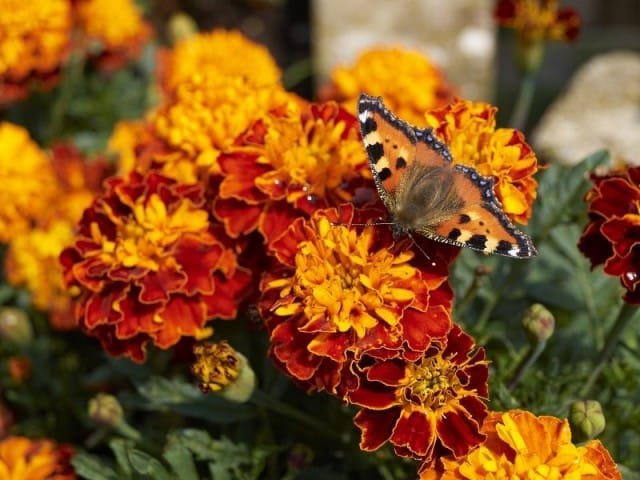 10 meest betrouwbare jaarlijkse kleuren voor uw tuin. Beschrijving en foto