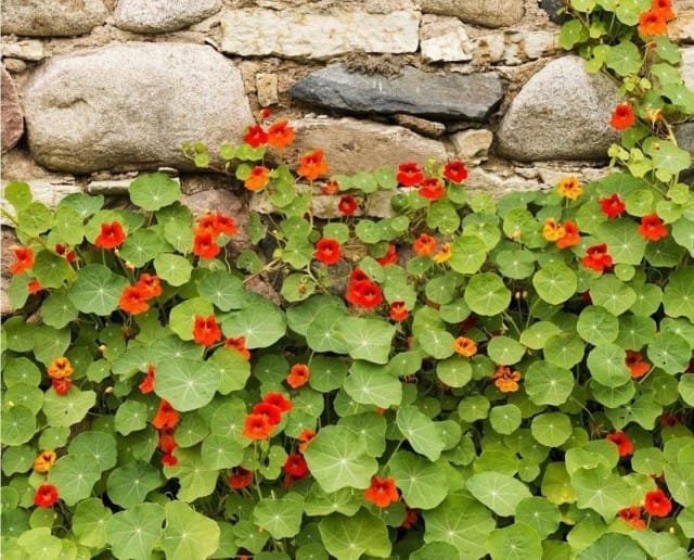 10 meest betrouwbare jaarlijkse kleuren voor uw tuin. Beschrijving en foto