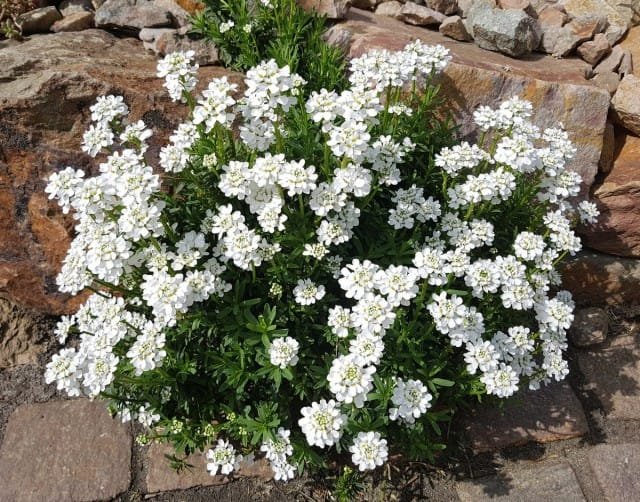 10 meest betrouwbare jaarlijkse kleuren voor uw tuin. Beschrijving en foto