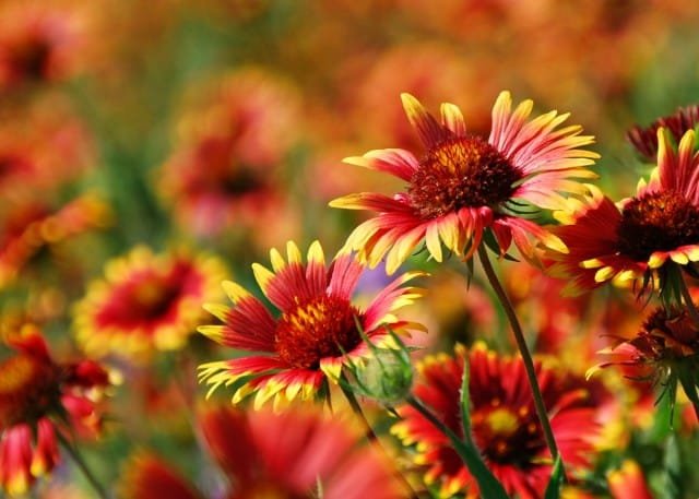 10 meest betrouwbare jaarlijkse kleuren voor uw tuin. Beschrijving en foto