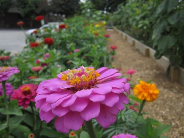 10 meest betrouwbare jaarlijkse kleuren voor uw tuin. Beschrijving en foto