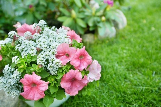 10 meest betrouwbare jaarlijkse kleuren voor uw tuin. Beschrijving en foto