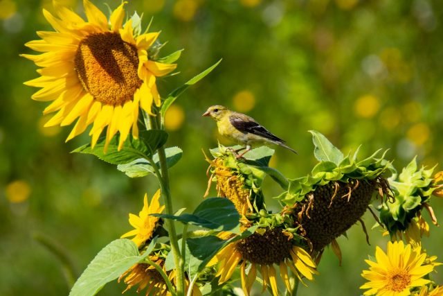 10 geheimen van de rijke oogst van zonnebloem. Groeien en zorg. Foto