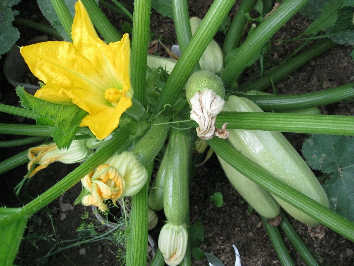 10 variëteiten en hybriden van courgette, die niet bang zijn voor ziekten en grillen van het weer. Beschrijving, foto