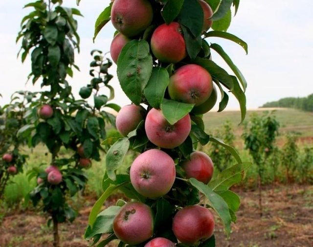 10 soorten kolomvormige appelbomen, die ik aanbeveel voor de middelste strip. Namen, beschrijving, zorg, foto.