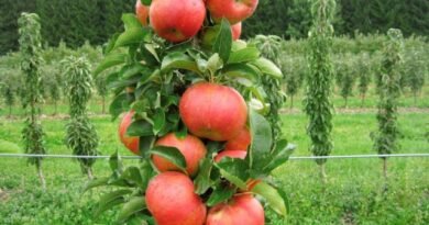 10 soorten kolomvormige appelbomen, die ik aanbeveel voor de middelste strip. Namen, beschrijving, zorg, foto.