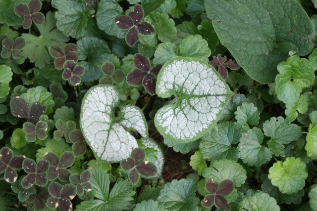 10 manieren om licht toe te voegen aan de schaduwrijke hoeken van de tuin. Foto