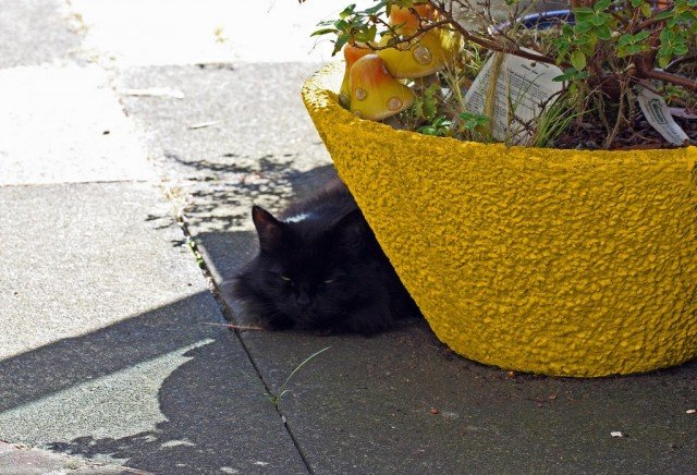 10 manieren om licht toe te voegen aan de schaduwrijke hoeken van de tuin. Foto