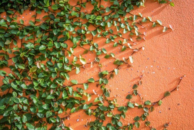 10 manieren om licht toe te voegen aan de schaduwrijke hoeken van de tuin. Foto