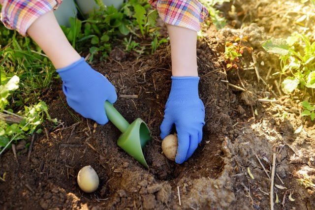 10 manieren om aardappelen te planten