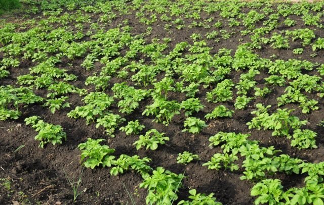 10 manieren om aardappelen te planten