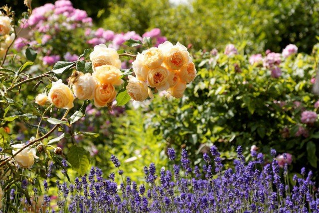 10 kleuren die de tuin vullen met unieke aroma's. Variëteiten, beschrijving, foto