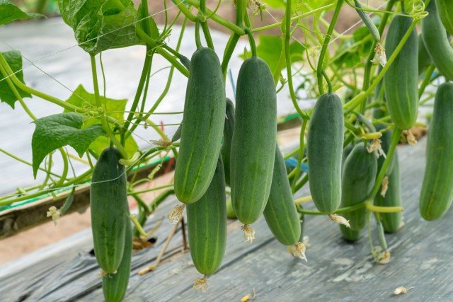 10 belangrijke regels voor het groeien van komkommers op open terrein. Zaaiende datums, zorg. Foto