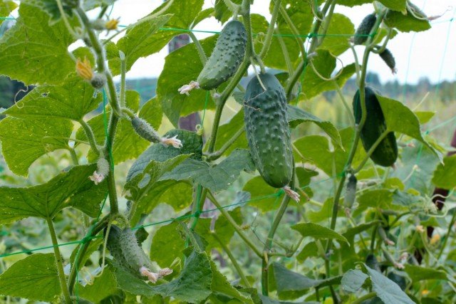 10 belangrijke regels voor het groeien van komkommers op open terrein. Zaaiende datums, zorg. Foto