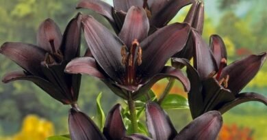 11 mooiste zwarte bloemen, of een beetje mystiek in de tuin. Soorten, variëteiten, gebruik in ontwerp. Foto