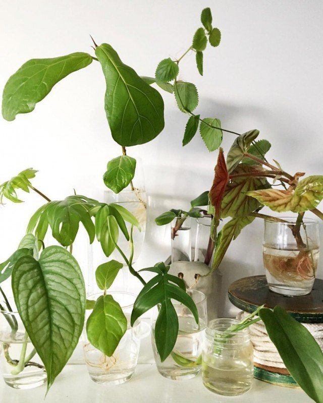 10 binnenplanten die gemakkelijk uit stekken te krijgen zijn. Hoe snijd je het? Maak een lijst met foto