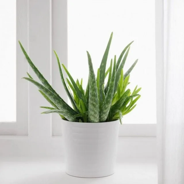 10 meest populaire binnenplanten. De namen van gewone planten met foto – pagina 10 van 11, Kaleyard 10 meest populaire binnenplanten. De namen van gewone planten met foto - pagina 10 van 11