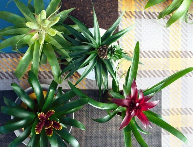 10 fouten bij het vertrek van Bromelia. Selectie van voorwaarden. Zorg. Overdracht