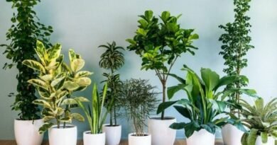10 meest populaire binnenplanten. Namen van gewone planten met foto's