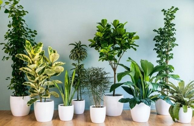 10 meest populaire binnenplanten. Namen van gewone planten met foto's