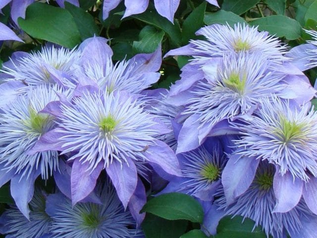 10 mooiste variëteiten van Clematis. Foto