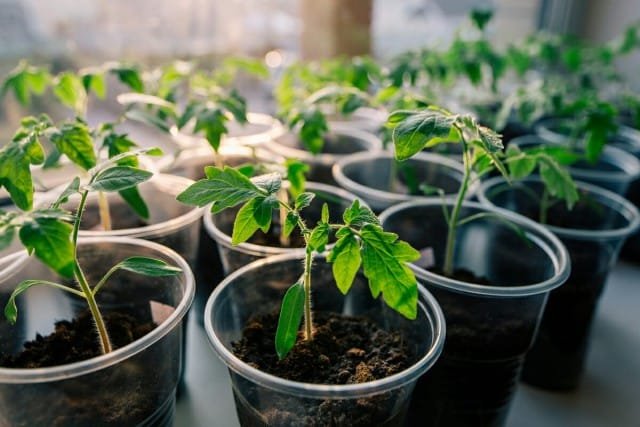 10 van de belangrijkste tips voor het kweken van tomaten. Foto