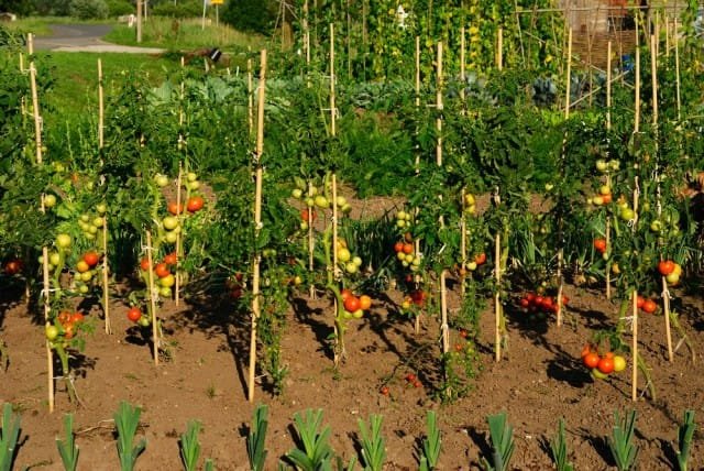 10 van de belangrijkste tips voor het kweken van tomaten. Foto