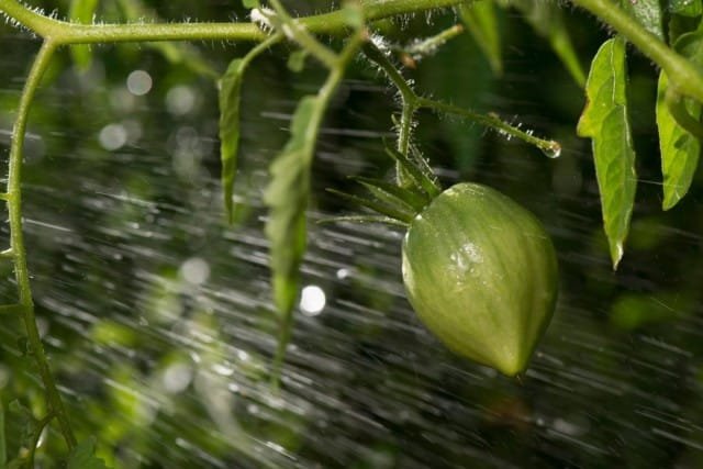 10 van de belangrijkste tips voor het kweken van tomaten. Foto