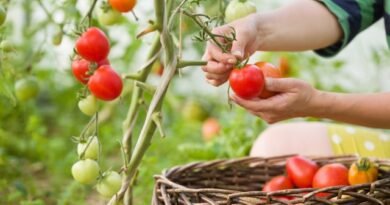 10 van de belangrijkste tips voor het kweken van tomaten. Foto