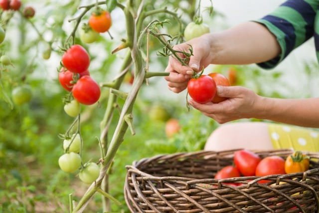 10 van de belangrijkste tips voor het kweken van tomaten. Foto