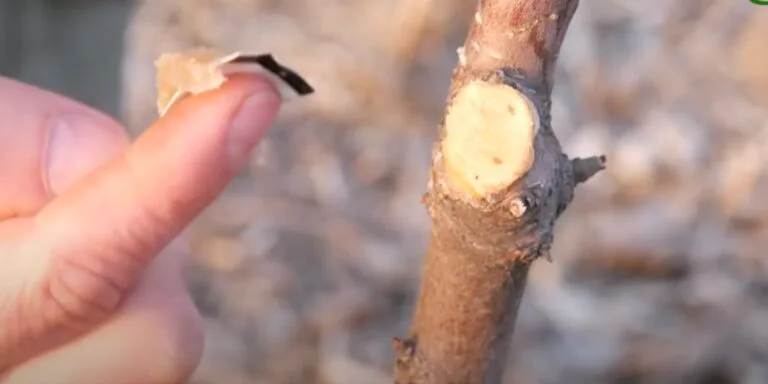 Hoe je met je eigen handen tuinbrouwsel bereidt en wat je erdoor vervangt, Kaleyard Hoe je met je eigen handen tuinbrouwsel bereidt en wat je erdoor vervangt