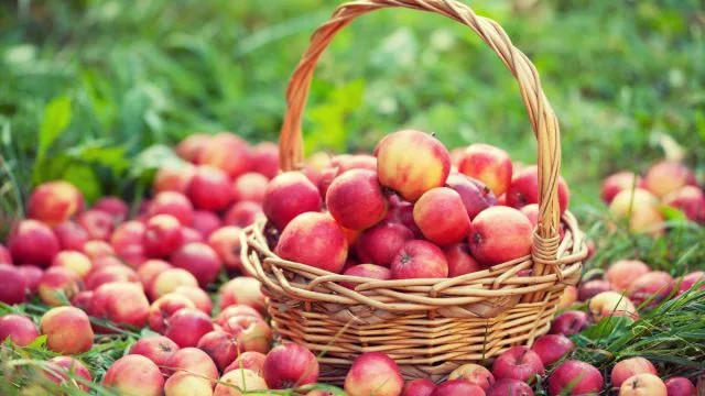 10 opties, hoe een grote oogst van appels te verslaan. Foto, Kaleyard 10 opties, hoe een grote oogst van appels te verslaan. Foto