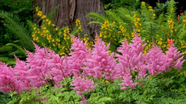 10 pluspunten van vakantie in uw eigen tuin. Foto