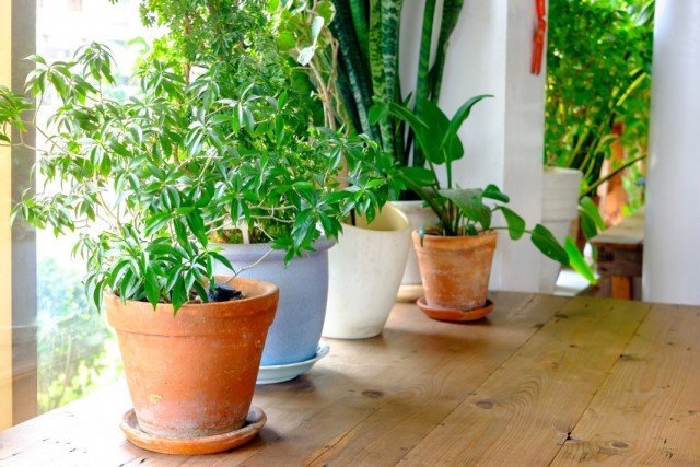 Aanpassing van binnenplanten na aankoop. Hoe zorg je voor planten na het kopen?