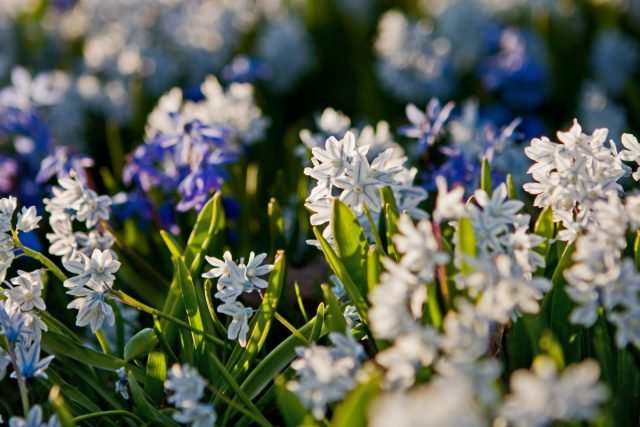 Witte primroses voor de lentebloemtuin. Foto