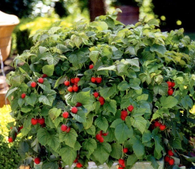 10 pluspunten van vakantie in uw eigen tuin. Foto