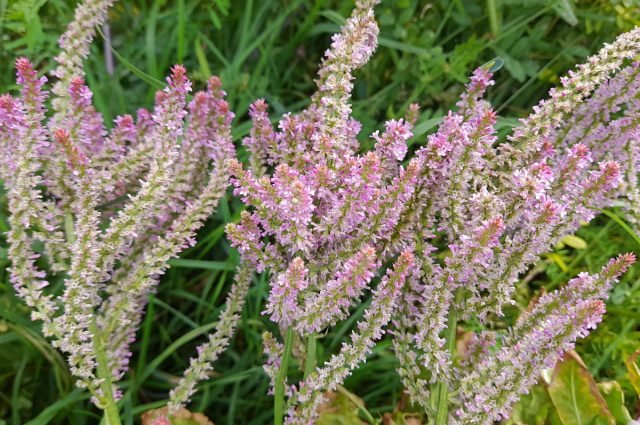 10 nieuwe eenjarigen die ik mezelf heb ervaren en aanbevelen om je te planten. Foto