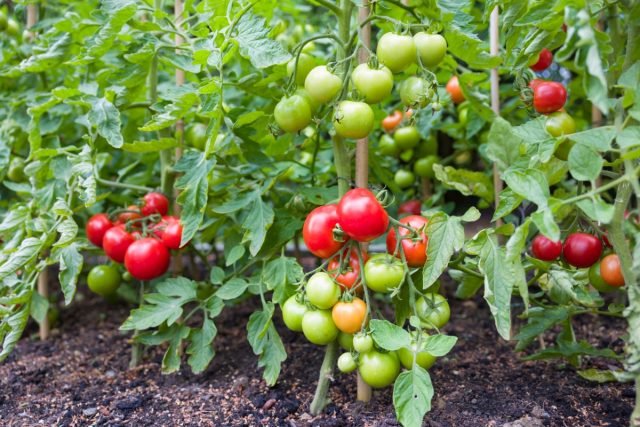 10 gevaarlijke tomatenziekten